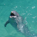bottlenose dolphin